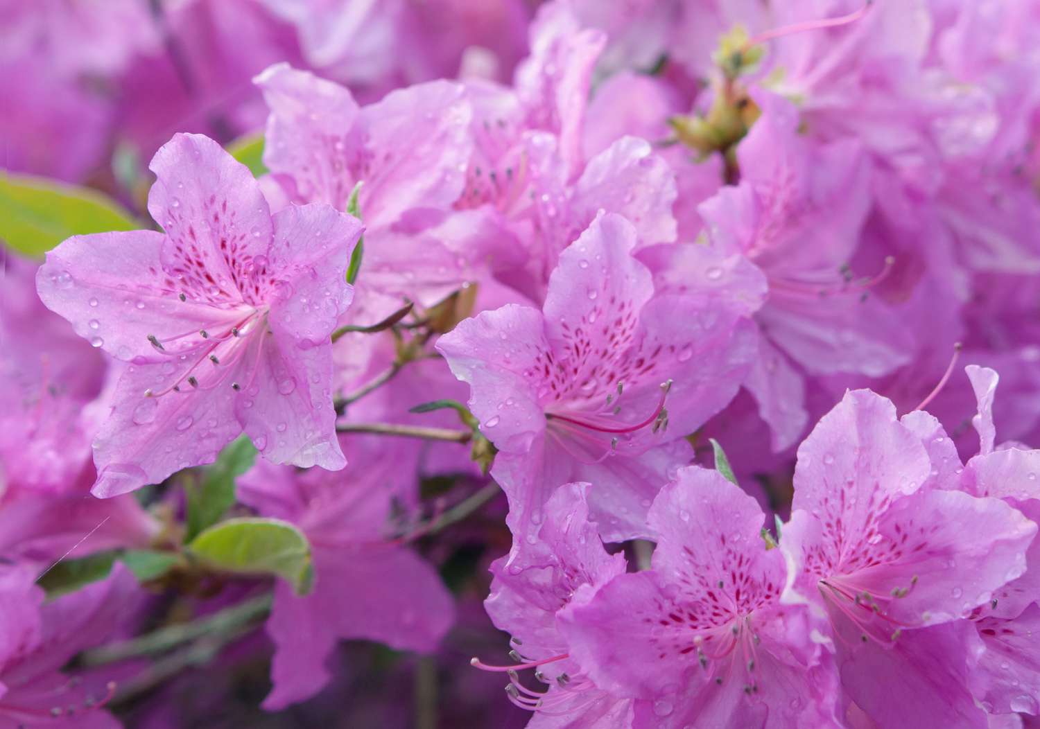 Azalea Flower Seeds for Planting ,Heirloom Seeds -100 - Flower for planting in home garden